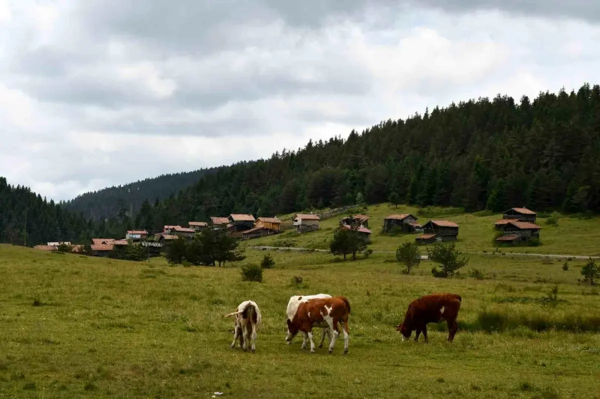 Kastamonu Yaylaları: Geçim ve Güzellik Merkezi