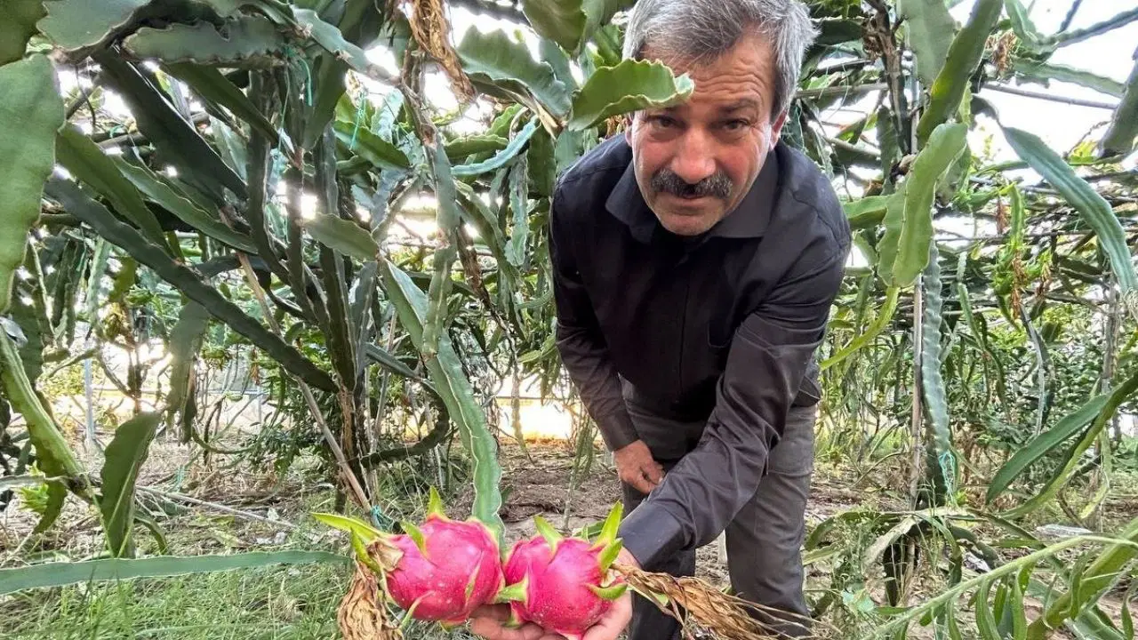 turkiyenin tarim merkezinde hasat basladi kilosu 180 tl MhQ3yXZ1.jpg