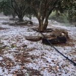 antalya-serikte-ceviz-buyuklugunde-dolu-panigi-vatandaslar-o-anlari-kaydetti-VHhuMBfj
